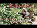 【5月のガーデンルーティン】バラのお手入れ、夏の花に植え替え、植物紹介、寄せ植えその後など🌺Caring for garden plants in May🌹🌳🌼