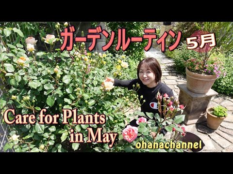 5月のガーデンルーティン バラのお手入れ 夏の花に植え替え 植物紹介 寄せ植えその後など Caring For Garden Plants In May Youtube