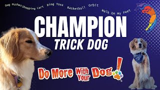 Smart Dog! Rose the English Shepherd Performs for Champion Trick Dog Title | Do More With Your Dog