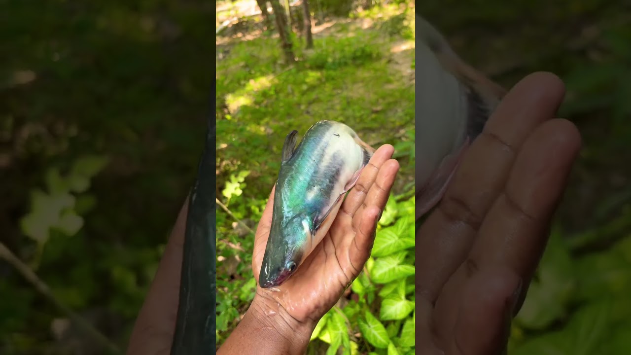 OMG! Look What I Found in the Water 🎣😠 !! #fishing #fishspecies #fishingdaily #anglerfishes