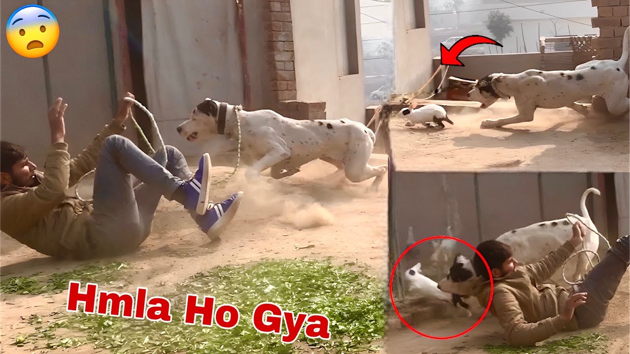 Bully Dog Control Sy Bar Hogya😨Rabbits Py Hmla ker Diya😰