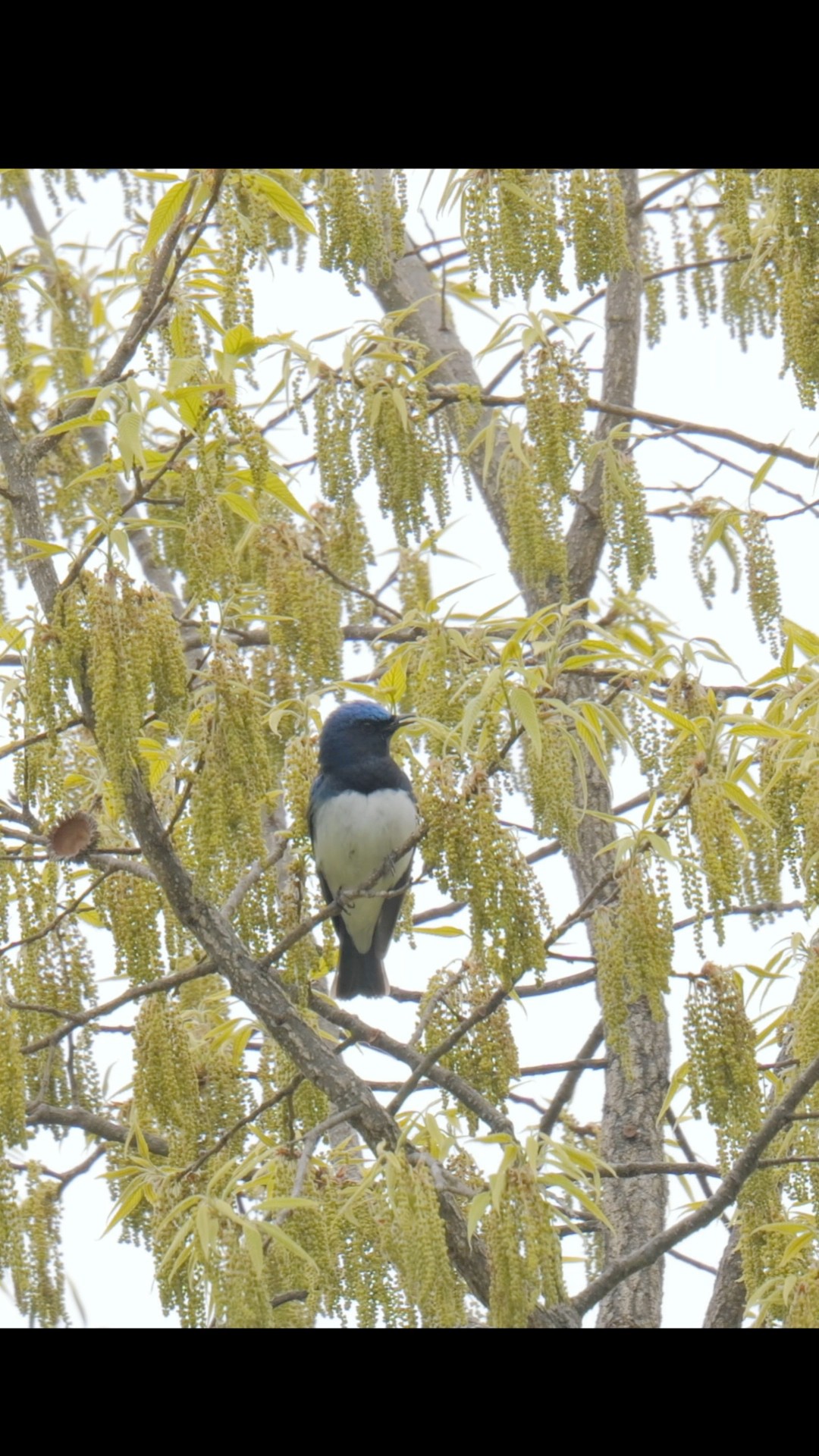 オオルリのさえずり #birds #nature #野鳥 #wildlife - YouTube