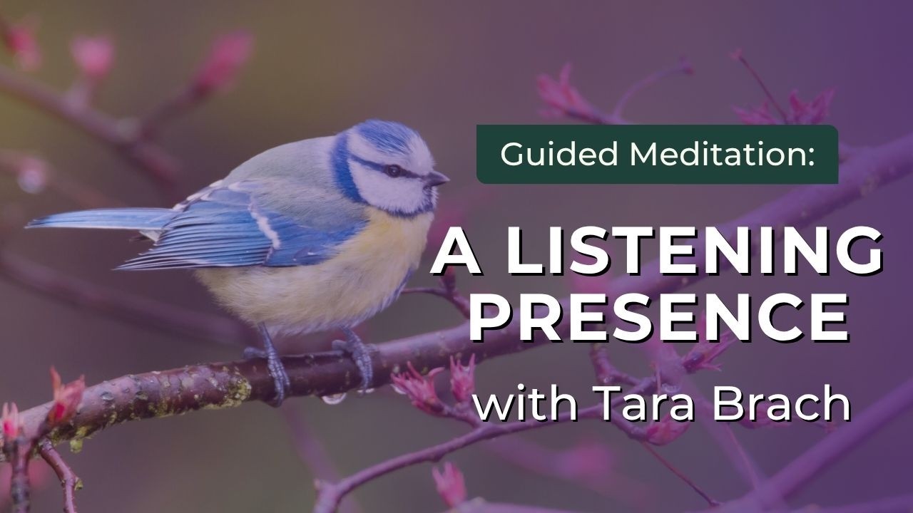 Guided Meditation: A Listening Presence | Tara Brach
