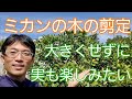 【ミカン(柑橘類)の剪定】大きくせずに、実も楽しみたい