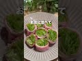無限に食べれる罪悪感ゼロの豚レタス巻き #痩せるレシピ #料理 #やせる