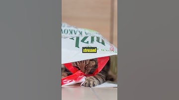 Cracking the Code: Decoding 5 Signs of Potential Cat Aggression #viralshort#felinemysteries #shorts