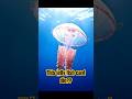  This Jellyfish Cheats Death 😱 😳🪼 #shorts #viralshorts