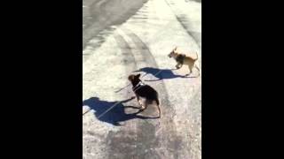 Video #2  SARDS blind dog can see