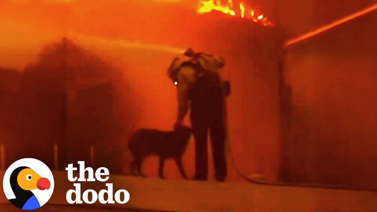 Dog Lost In The LA Fires Brings Community Together | The Dodo - YouTube