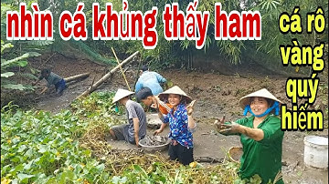 Quá Bắt Ngờ Tát Mương Bắt Cá Toàn Là Cá Khủng , Dính Cá Rô Vàng Quý Hiếm # SĂN BẮT ĐỒNG THÁP #