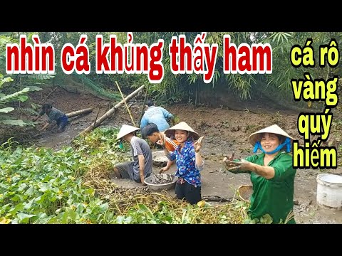 Video Quá Bắt Ngờ Tát Mương Bắt Cá Toàn Là Cá Khủng , Dính... - youtube