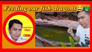 feeding our fish-dragons || By Ej Lorejo Olila Tv