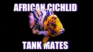 Best African Cichlid Tank Mates