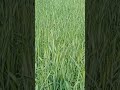 agriculture farming शेतकरी wheat farming #agriculture #farmer #shorts