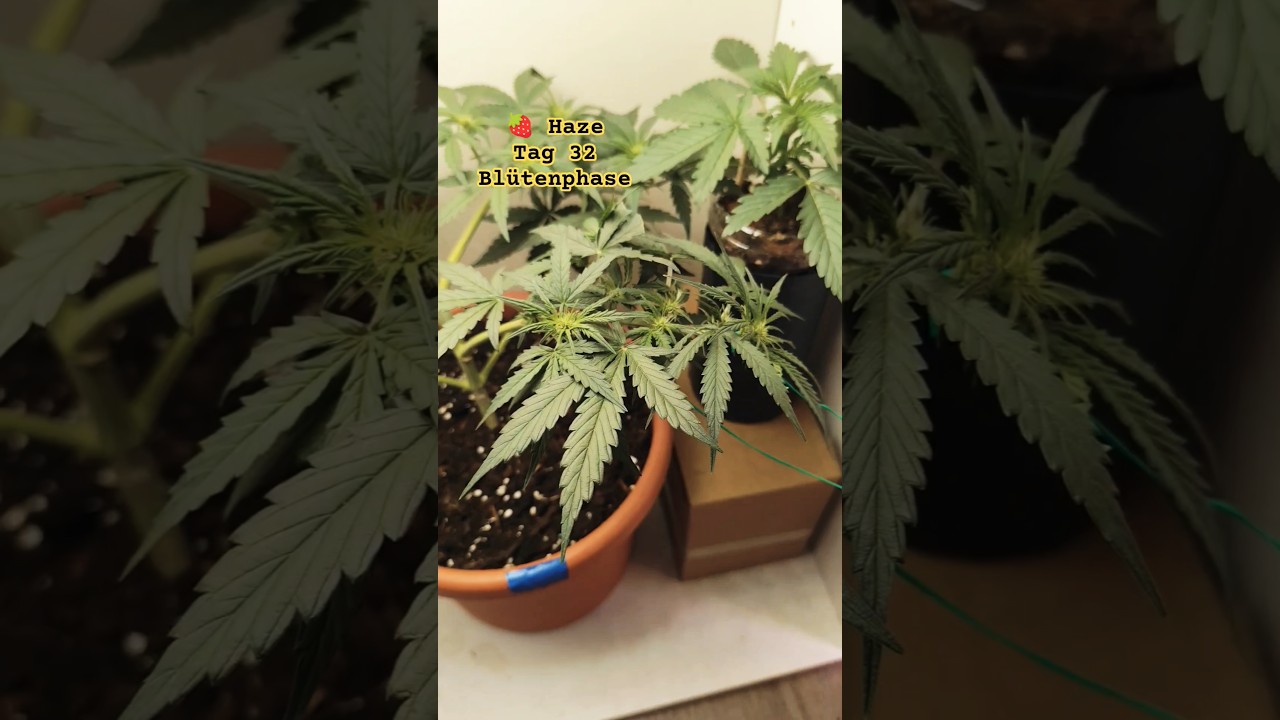 🍓 Strawberry Haze Auto – Tag 32 in der Blüte! 