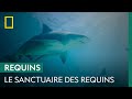 Les Bahamas, sanctuaire des requins jusqu'à l'ouragan Dorian