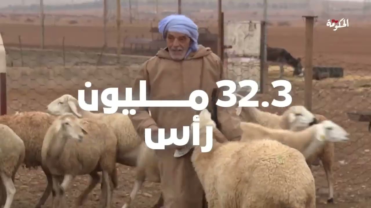 إعادة تكوين القطيع الوطني.. أرقام قوية ودعم غير مسبوق