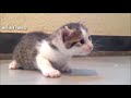 ADORABLE Kittens Meowing 2   Funny Cats Meowing Compilation