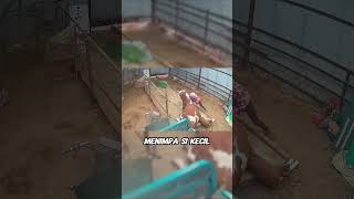 A Heartpounding Moment A Little Cow Nearly Loses Its Life Under Its Mother