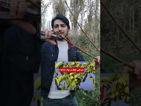 شناخت عادات باردهی درخت گردو هرس درخت گردو