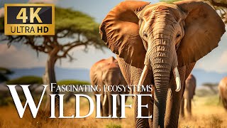 Fascinating Ecosystems Wild 4K 🐘 Relaxing Animal Documentary with Sweet Calm Piano Music and Nature