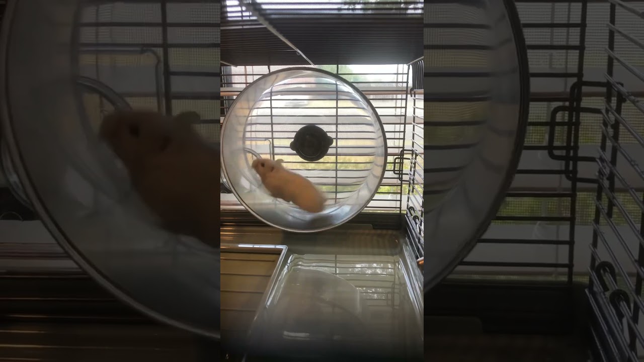 McHamster got a little into it…