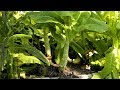 Grow Chinese lettuce/celtuce, frequently asked questions