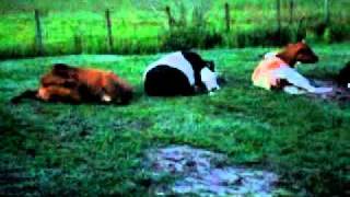 Cows and Bulls having a sleep over at our house by Bevan IRL 46 views 13 years ago 23 seconds