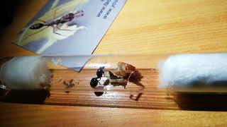 Messor Structor Q Vs Cockroach