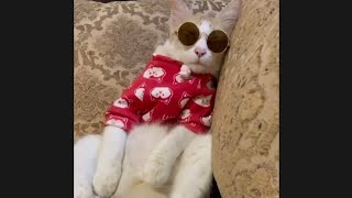 Cat gangster #cat #catvideos #funnycats by Hope & Fun 357 views 4 months ago 2 minutes, 5 seconds