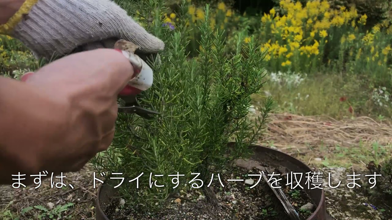 ドライハーブの作り方 Youtube