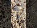 Sad news for farmers/ barish me chawal ka bahut bura natija #sad #rice #paddy #farmers #shorts