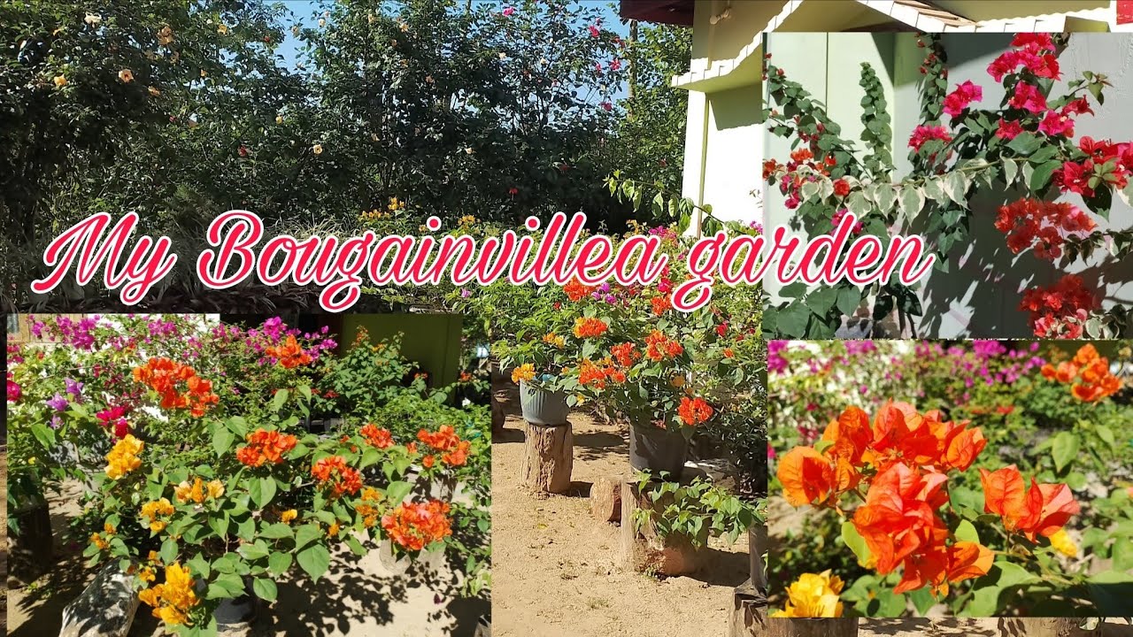 Bougainvillea bibalengaha🌿😍