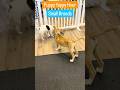 Can you read puppy behavior? Early socialization is vital. #puppysocialization