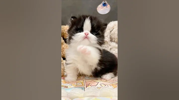 Video 11252581: cat cute funny pet, funniest cutest cats, baby cats cutest