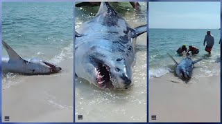 Beachgoers help stranded shark back into water at Florida beach Net Worth