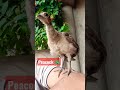 Peacock baby || Peacock kid || Indian Peacock kid || Dancing peacock 🦚