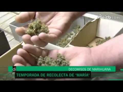 Vídeo: Reparació Del Cultivador: Com Ajustar L’embragatge? I Si El Conreador No Arrenca? Causes De Mal Funcionament I Com Solucionar-les