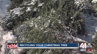 Recycling your Christmas trees