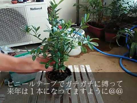 キンズ（癒着への道2015）8月BONSAI盆栽 - YouTube