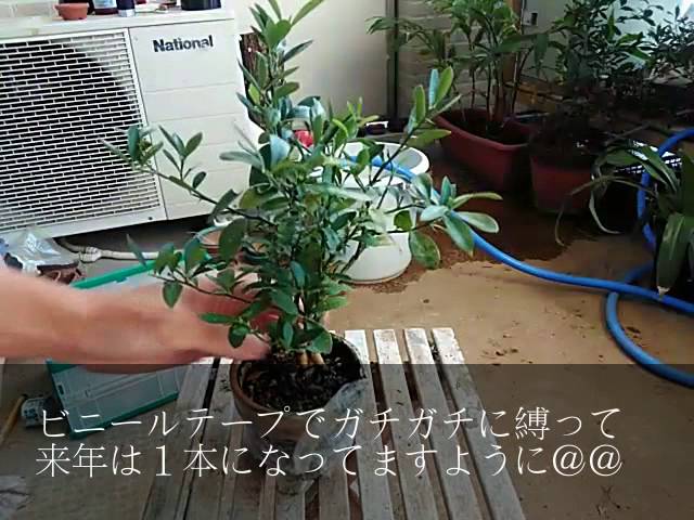 キンズ（癒着への道2015）8月BONSAI盆栽 - YouTube