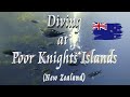 🤿 Diving at Poor Knights Islands 🐠