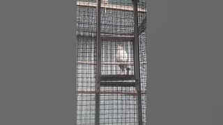 cucak rawis belajar bunyi