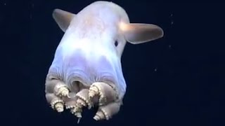 Dumbo Octopusgrimpoteuthis Flap Ear-Like Fins To Propel Upwards