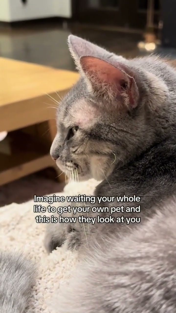 When the Kittyo looking at you like what