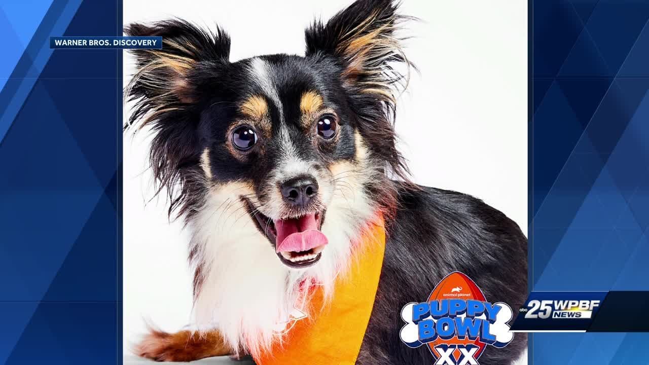 Local animal rescue group in national spotlight on Super Bowl Sunday