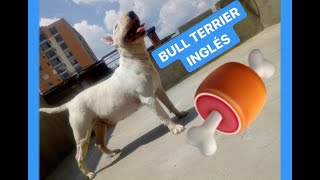 Bull Terrier Y Su Ternura