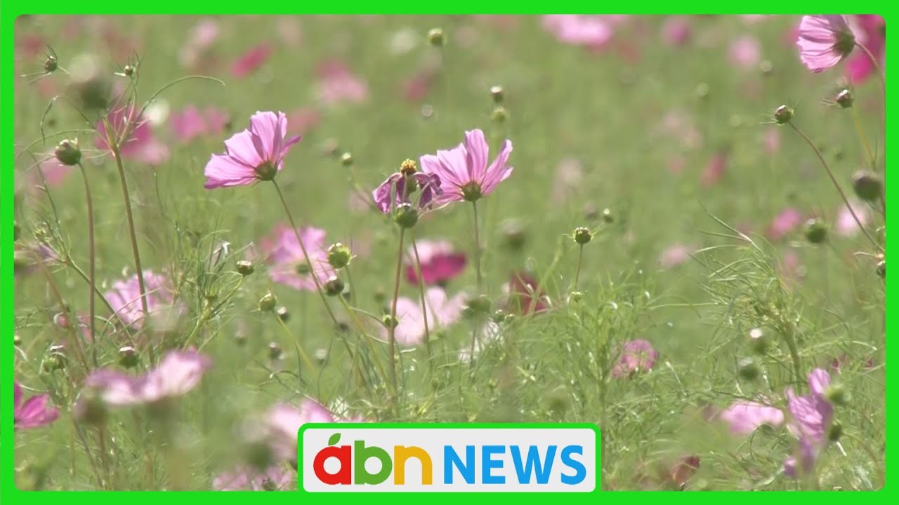 One million cosmos flowers adorn the plateau. Enjoy the scenery as