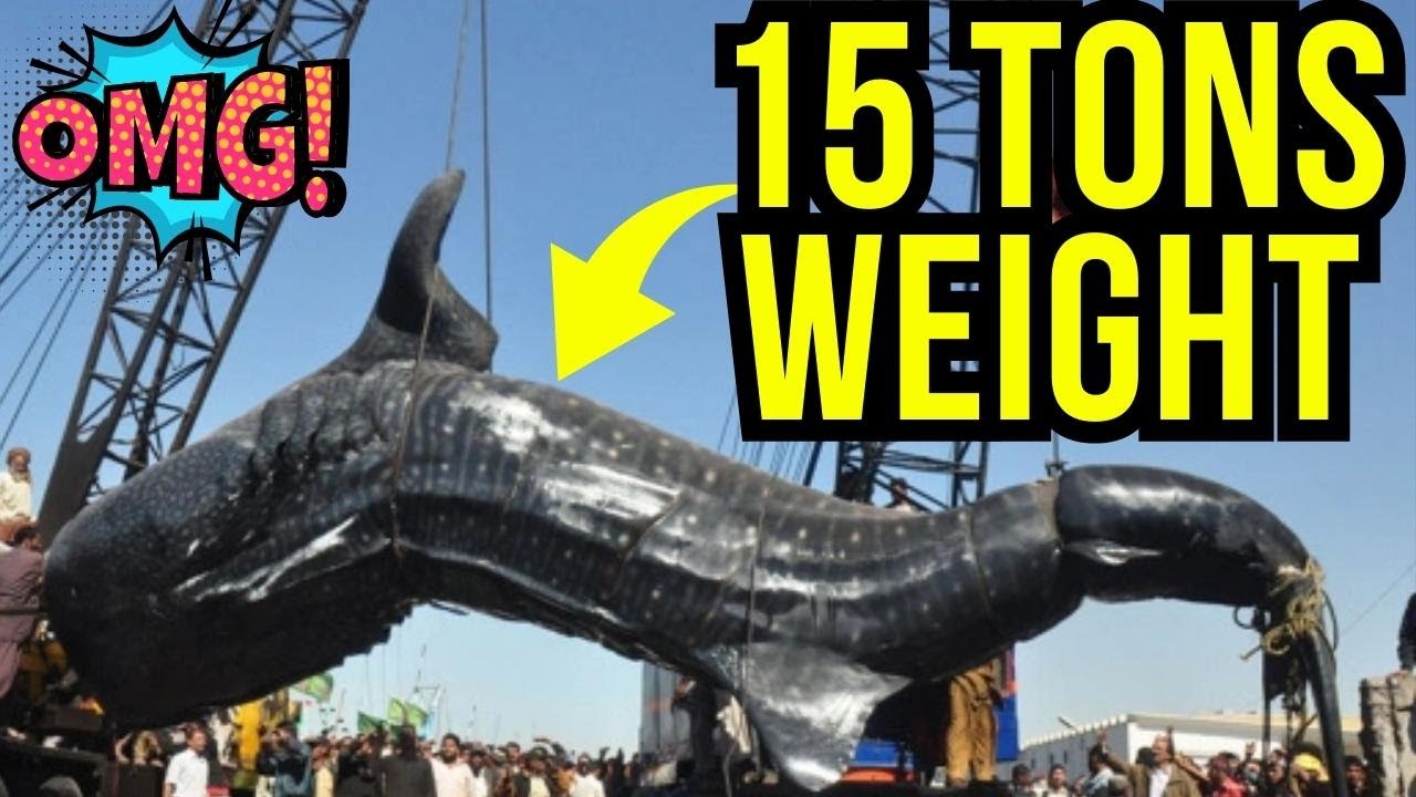 Top 10 Largest Fish in The World World's Largest Fish Ever Caught