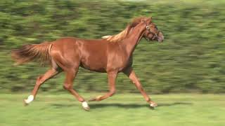 Vidéo Lot 0651 Milove Quesnot - Ventes De Trotteurs De Caen - 28 Septembre 2023